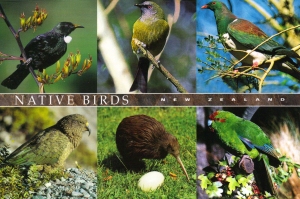 Native Birds of New Zealand, the most reknown is Kiwi, the center bottom with the egg